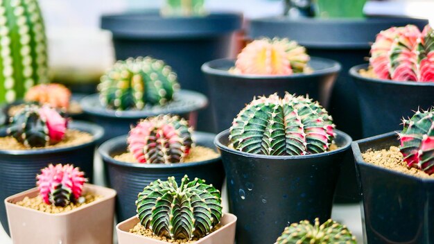 Plantes d'intérieur cactus et succulentes