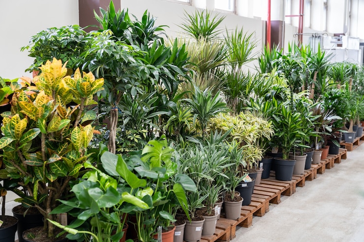 Photo plantes d'intérieur dans des pots en plastique à vendre sur le marché aux fleurs ou stocker diverses plantes d'intérieur en serre