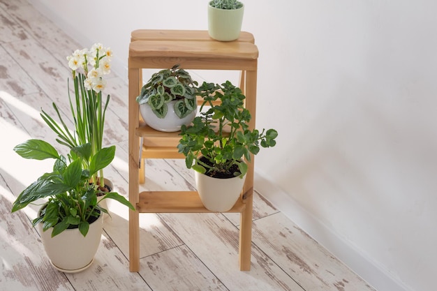 Plantes d'intérieur sur une échelle en bois à l'intérieur