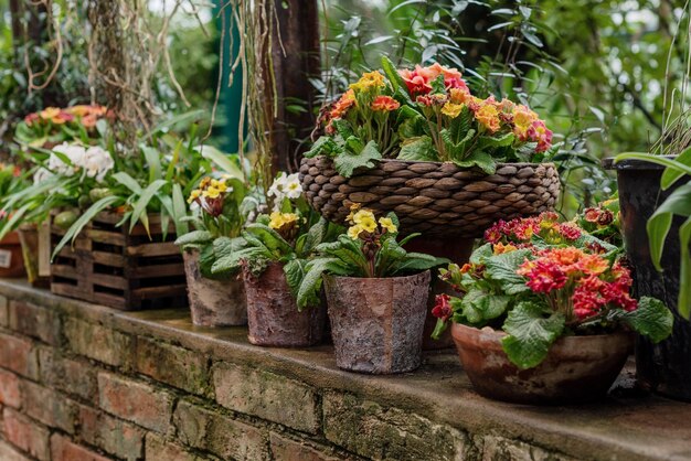 Plantes d'intérieur en fleurs en pot dans des pots en céramique au jardin patio de la maison