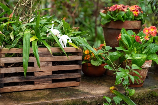 Plantes d'intérieur en fleurs poussant dans des pots de fleurs en céramique et une boîte en bois dans le jardin