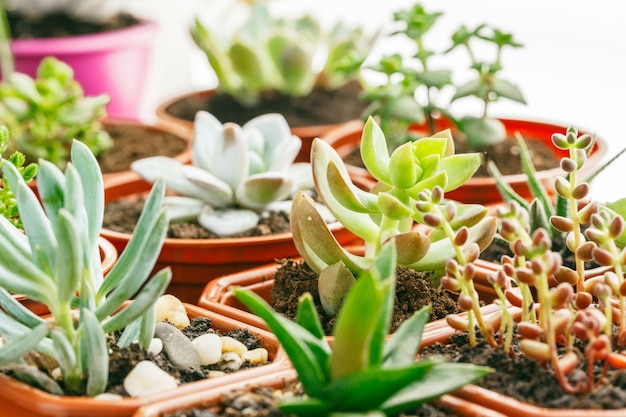 Plantes d'intérieur à fleurs succulentes