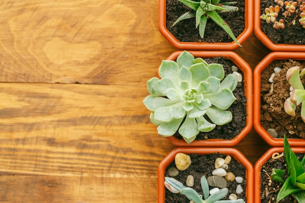 Plantes d'intérieur à fleurs succulentes.