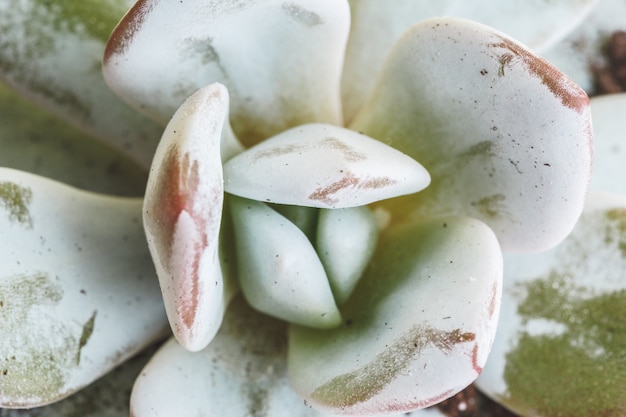 Plantes d'intérieur à fleurs succulentes.