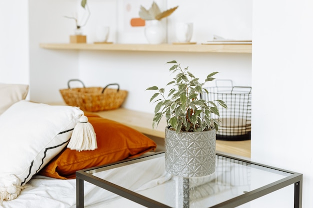 Plantes d'intérieur naturelles dans un intérieur lumineux et élégant d'une chambre.