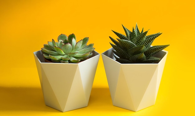 Plantes d'intérieur en pot - cactus et plantes grasses. Entretien des plantes d'intérieur