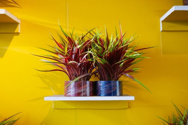 Plantes d'intérieur en pot contre le mur jaune
