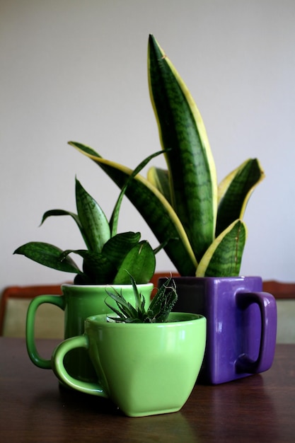 Plantes d'intérieur en pots en forme de tasses à thé