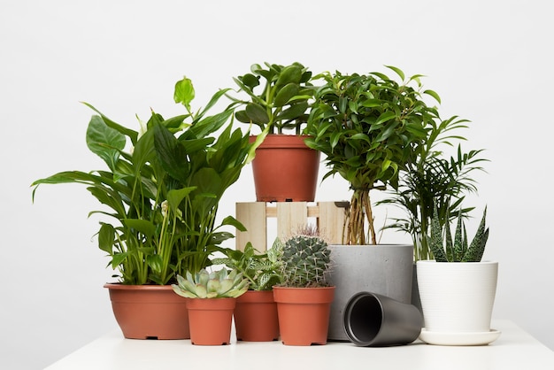 Plantes d'intérieur en pots isolés sur fond gris blanc