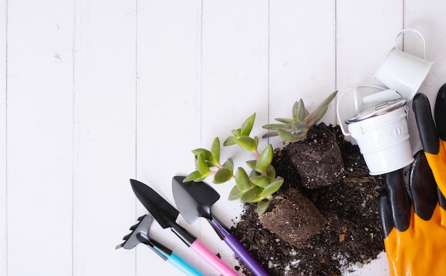 Plantes d'intérieur et pots de terre et outils de jardinage à plat Vue de dessus Concept de jardinage domestique