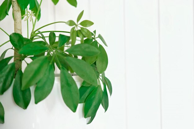 Plantes d'intérieur Schefflera dans un pot blanc sur fond en bois blanc avec espace de copie