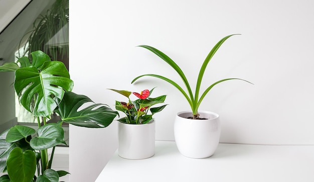 Plantes d'intérieur sur une table blanche à l'intérieur avec lumière du jour