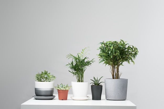 Plantes d'intérieur vertes, cactus en pots, debout en rang sur fond gris vide