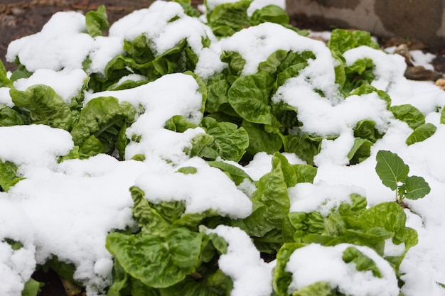 Photo plantes de jardin biologiques recouvertes de neige