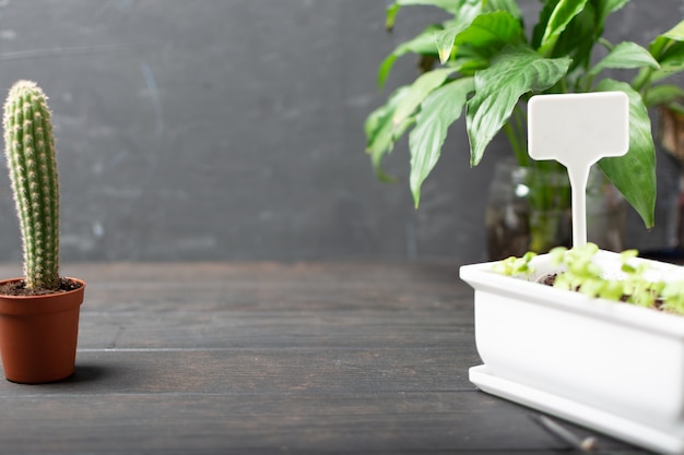 Plantes de jardin avec cactus et petits verts sur fond de bois