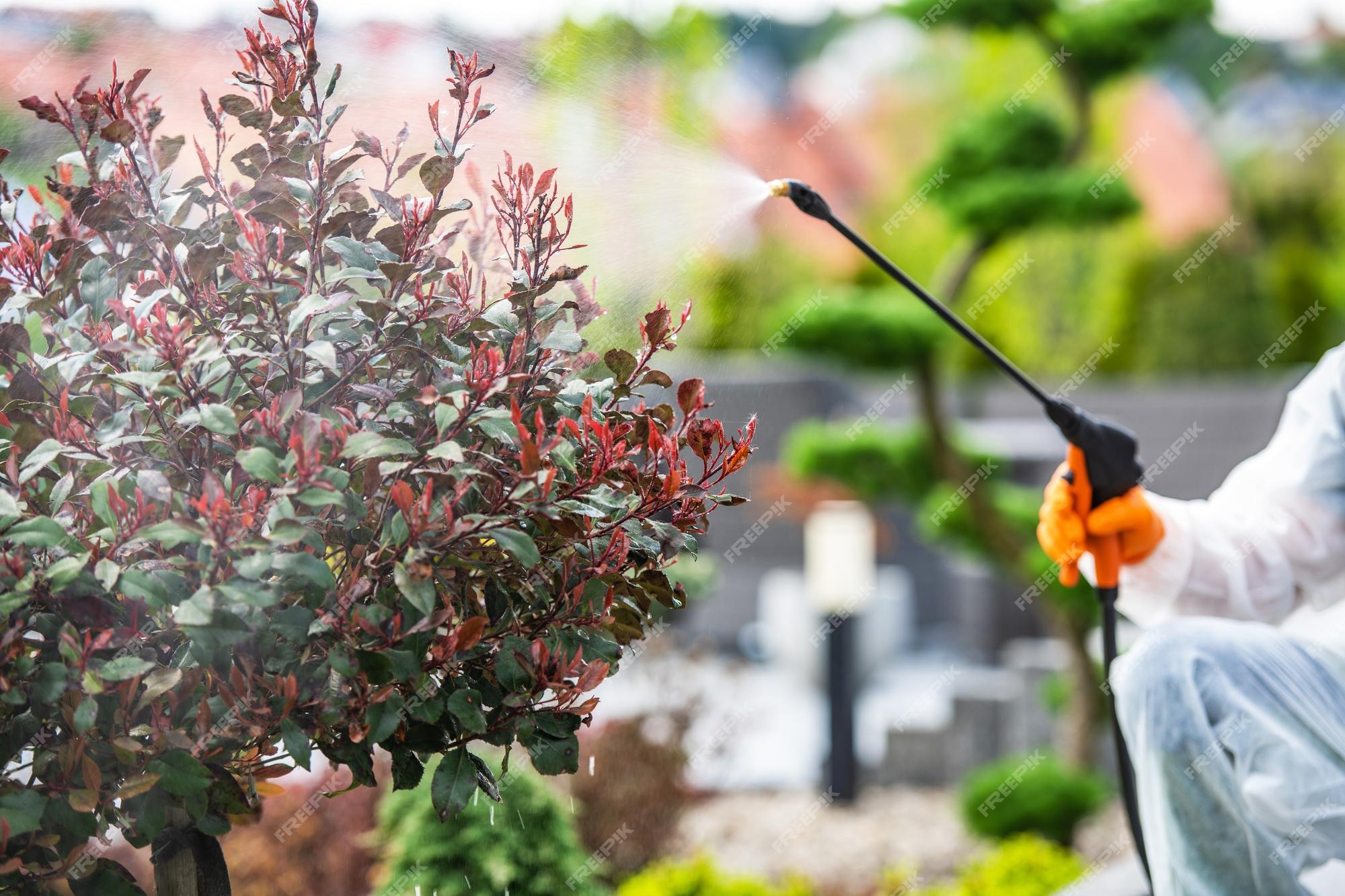 Plantes De Jardin Fongicide Et Insecticide