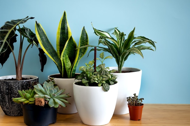 Plantes de jardin d'intérieur. Collection de fleurs diverses - Plante de serpent, plantes succulentes, Ficus Pumila, lyrata, Hedera helix, Alocasia sanderiana. Composition botanique élégante du fond bleu intérieur de la maison.