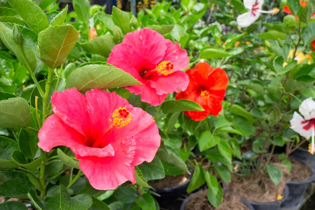 Plantes de jardin nature fond de feuilles vertes, stock photo