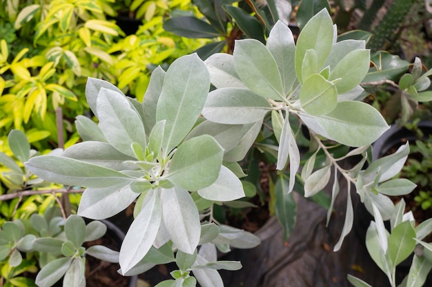 Plantes de jardin nature fond de feuilles vertes, stock photo