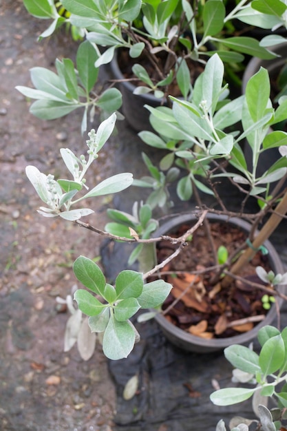 Plantes de jardin nature fond de feuilles vertes, stock photo