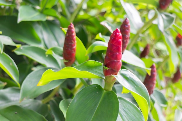 Plantes de jardin nature fond de feuilles vertes, stock photo