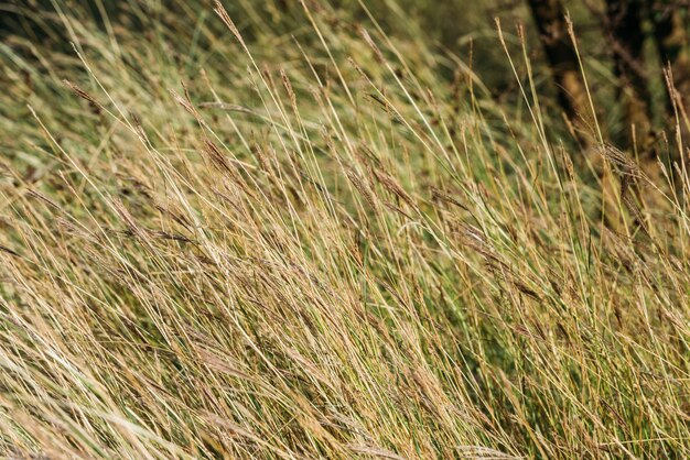 plantes jaunes champ d'automne venteux