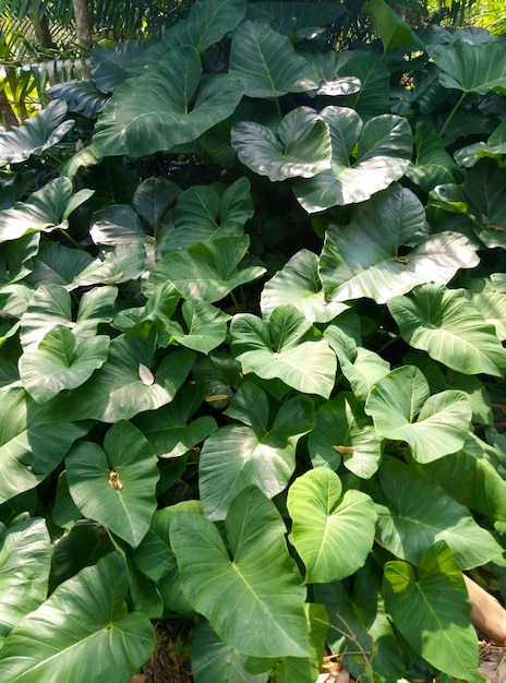 Les plantes de la jungle sont de grandes feuilles vertes.