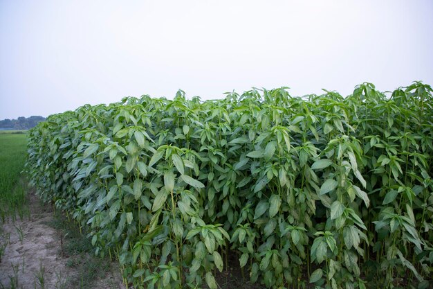 Plantes de jute poussant dans un champ dans la campagne du Bangladesh