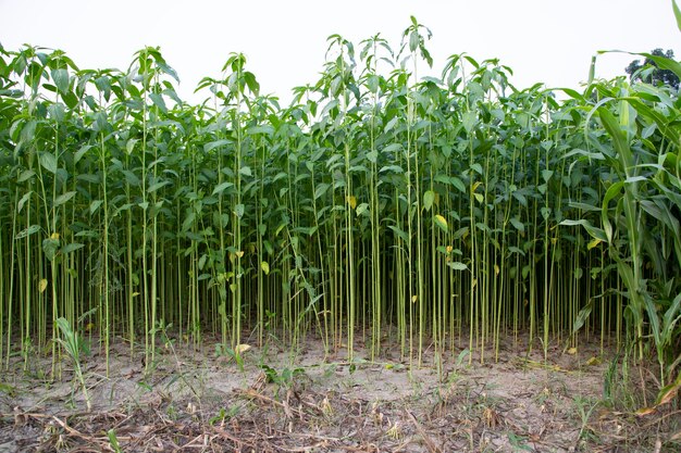 Plantes de jute poussant dans un champ dans la campagne du Bangladesh