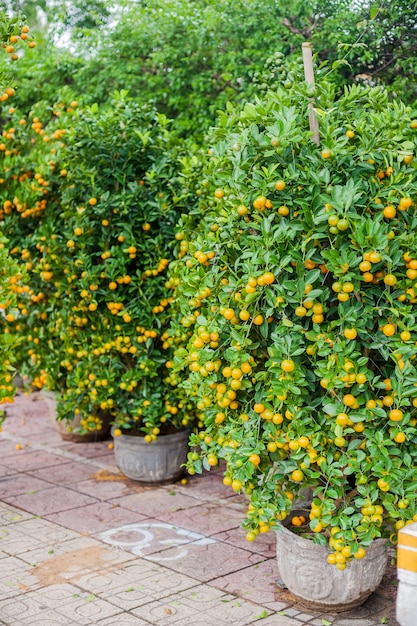 Plantes Kumquat en pots