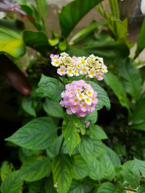 Plantes de Lantana camara du jardin botanique pour catalogue