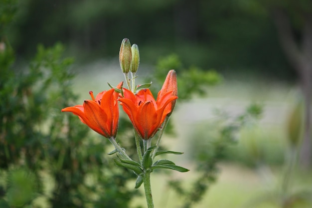 Plantes de lys poussant dans le parc d'été