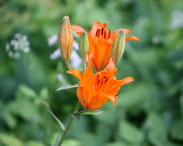 Plantes de lys poussant dans le parc d'été