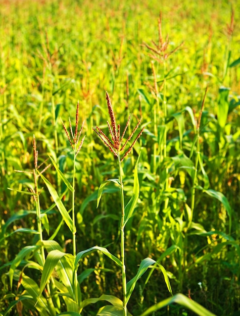 Plantes de maïs