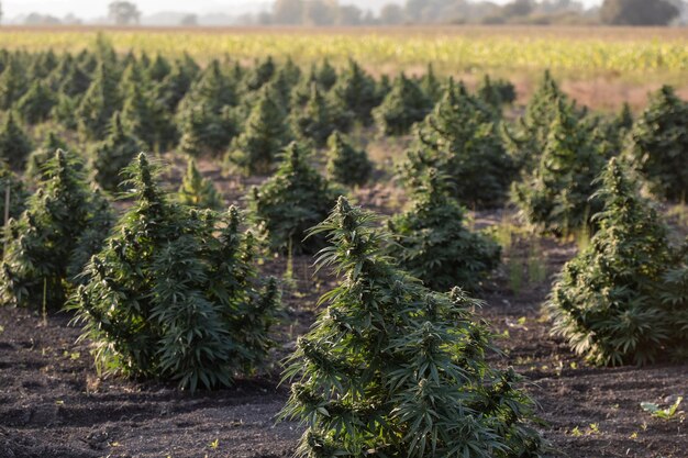 Les plantes de marijuana dans le champ de cannabis au coucher du soleil
