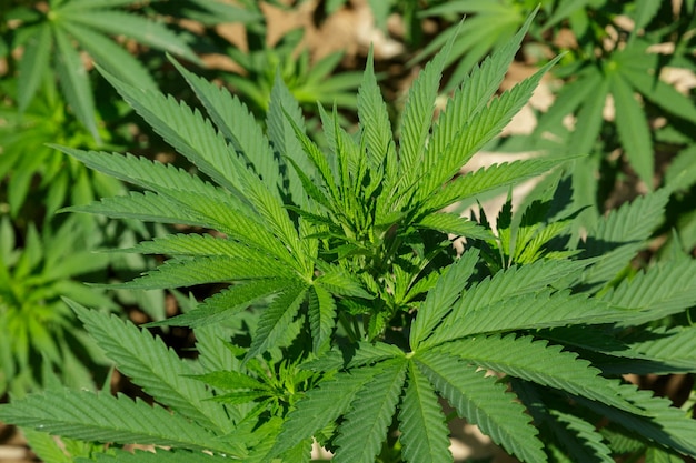 Les plantes de marijuana dans la première plante médicinale aux Pays-Bas