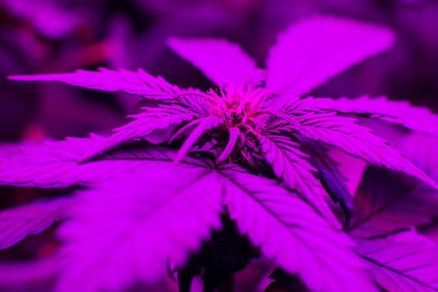 Photo plantes de marijuana sous ampoule led