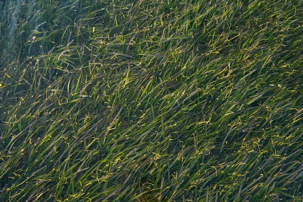 plantes marines, algues en eau de mer peu profonde