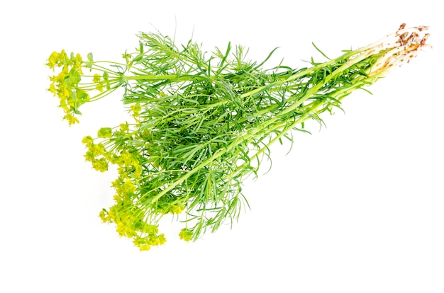 Plantes Médicinales, Herbes Isolées Sur Blanc.