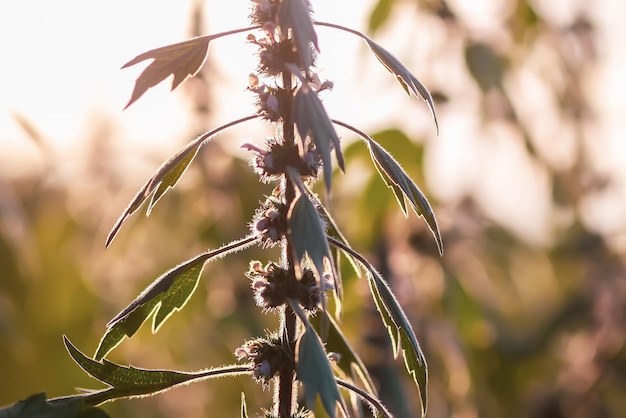 Plantes médicinales Motherwort à la lumière du coucher du soleil