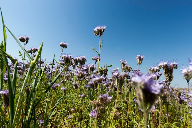 Plantes mellifères pour obtenir une grande quantité de miel