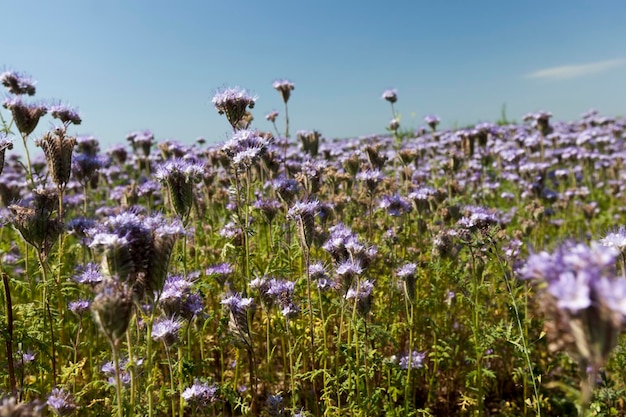 Plantes mellifères pour obtenir une grande quantité de miel