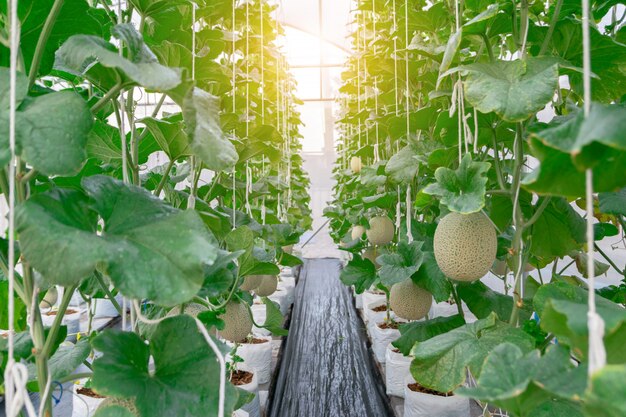 Les plantes de melon de la ferme qui poussent dans une maison verte