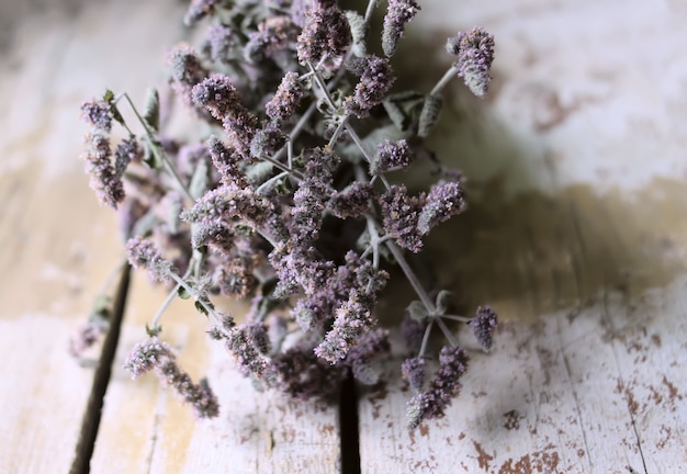 Plantes de menthe poivrée sèche à fleurs violettes pour tisane.