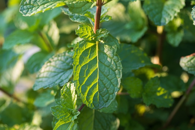 Photo les plantes de menthe poussent au potager