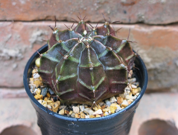 Photo plantes mignonnes cuctus