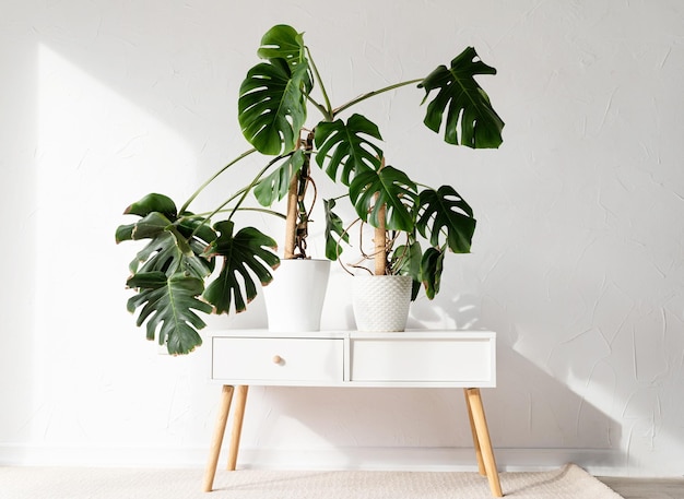 Plantes de monstera tropicales vertes sur la table des toilettes dans un intérieur clair et aéré de la pièce