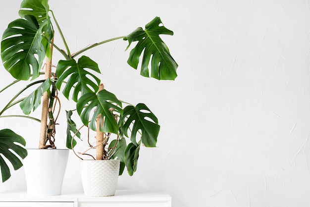 Photo plantes de monstera tropicales vertes sur la table des toilettes dans un intérieur clair et aéré de la pièce