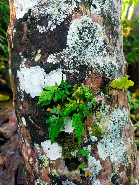 plantes et mousses poussant sur des troncs de cocotiers