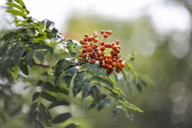 Photo plantes naturelles de végétation dans le parc